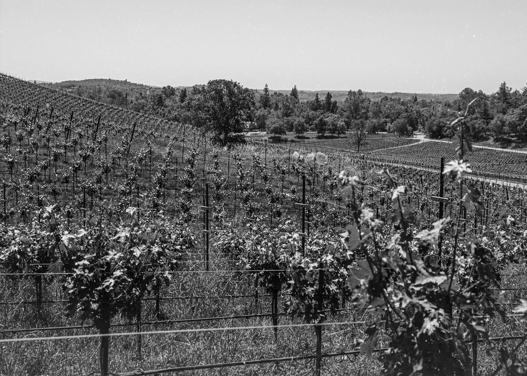 Green Club - Lacavalier Vinyards