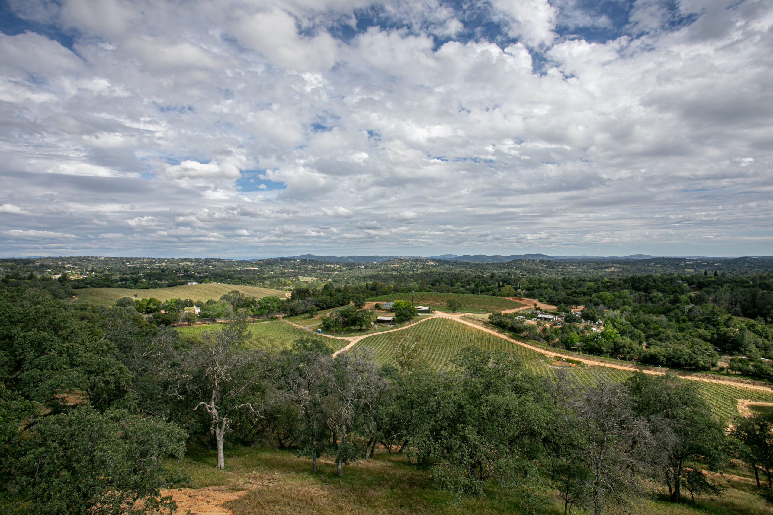 Lecavalier Grapes and Story