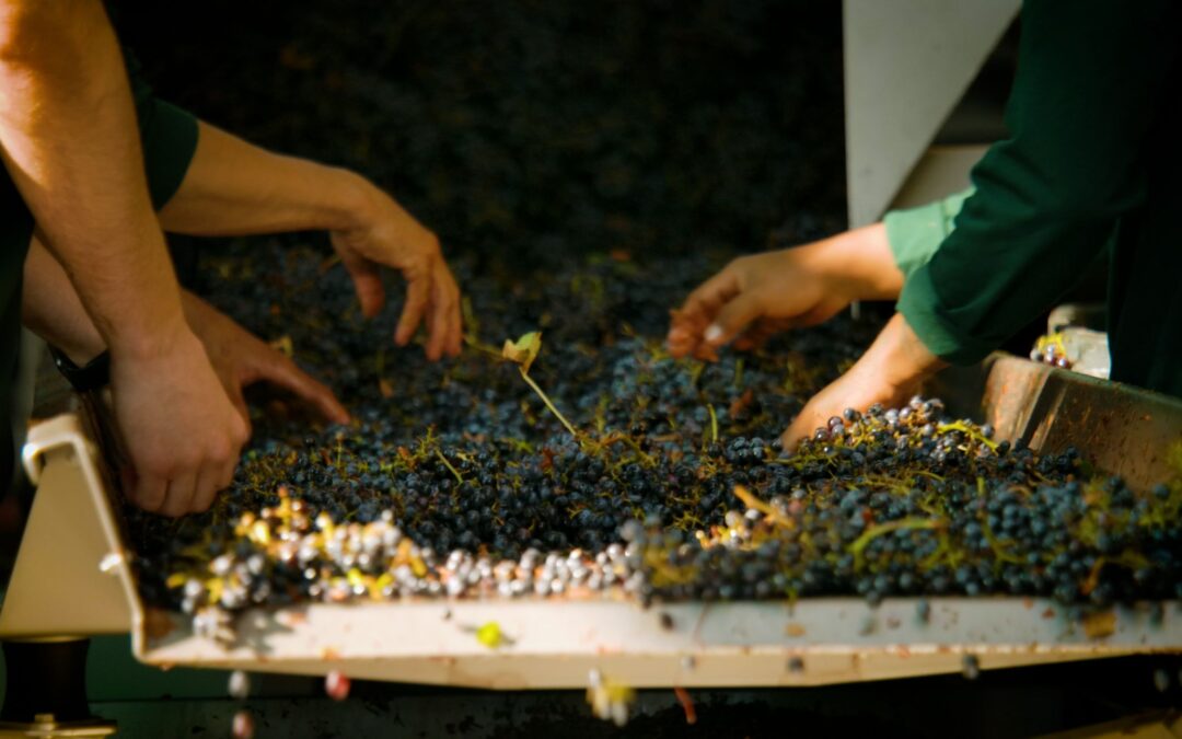 Innovation and wine making