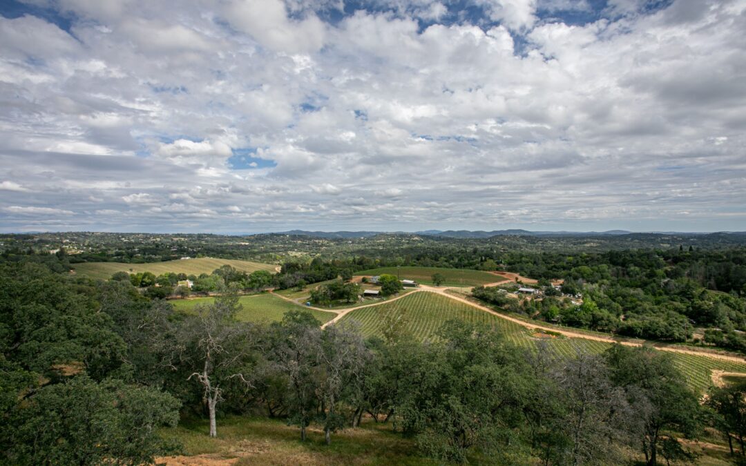 Lecavalier - vineyard wide shot